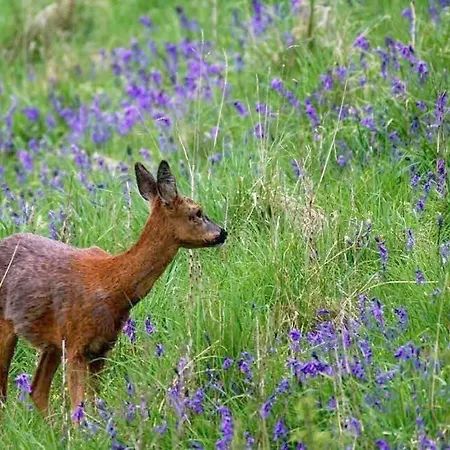 Lakefront 5 Star Country Park Private Fishing Free Parking S Casa de Férias Malton
